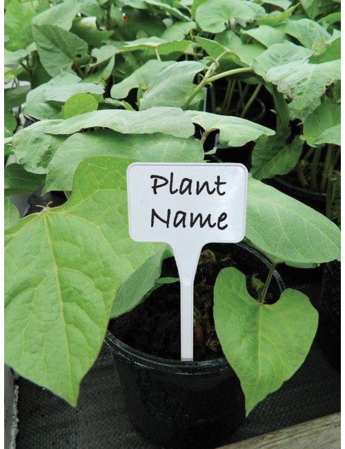 T şeklinde beyaz etiketler, 10'lu set