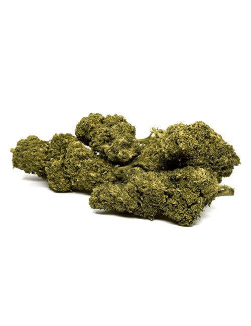 Mango Kush DELTA BZ10 20% Gewächshaus-Blüte