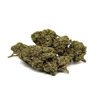 CBD Çiçeği White Widow Sera