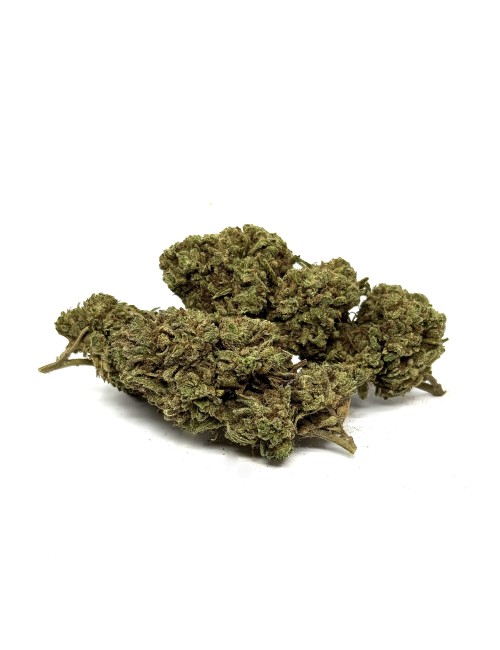 CBD Çiçeği White Widow Sera