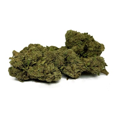 CBD Çiçeği OG Kush Greenhouse