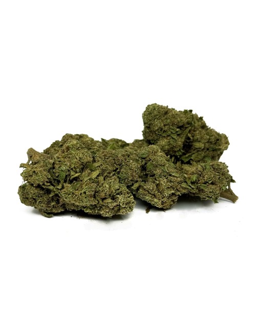 CBD Çiçeği OG Kush Greenhouse