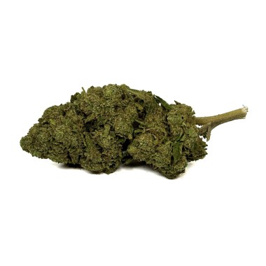 CBD Çiçeği OG Kush Greenhouse