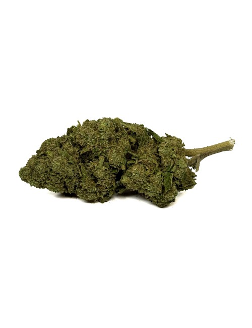 CBD Çiçeği OG Kush Greenhouse