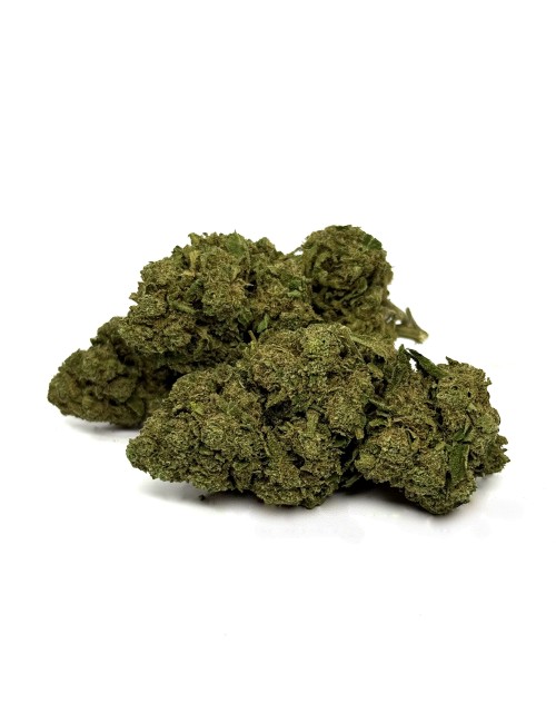 CBD Çiçeği OG Kush Greenhouse