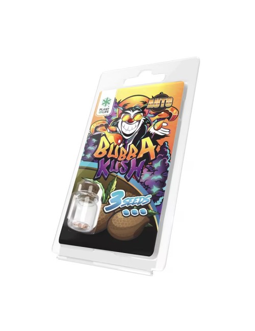 3 Bubba Kush Auto Tohumu | Plant Of Life