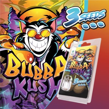 3 Bubba Kush Auto Tohumu | Plant Of Life