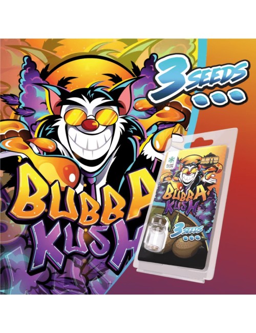 3 Bubba Kush Auto Tohumu | Plant Of Life