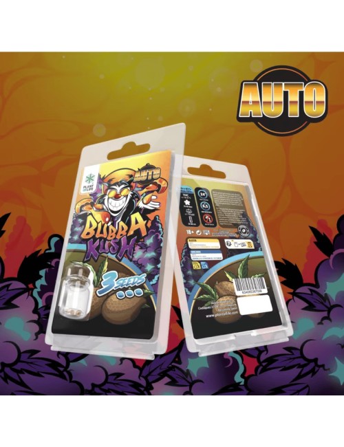 3 Bubba Kush Auto Tohumu | Plant Of Life