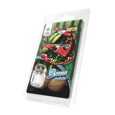 3 Wassermelone AUTO Samen | Plant of Life