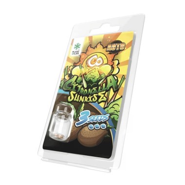 3 Citronella Sunrise AUTO Samen | Plant of Life