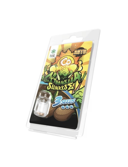 3 Citronella Sunrise AUTO Samen | Plant of Life