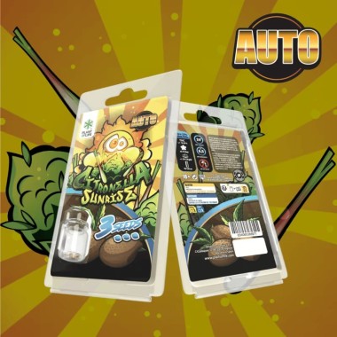 3 Citronella Sunrise AUTO Samen | Plant of Life