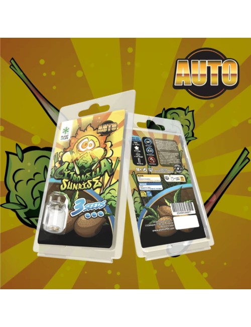 3 Citronella Sunrise AUTO Samen | Plant of Life