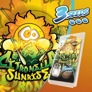 3 Citronella Sunrise AUTO Samen | Plant of Life