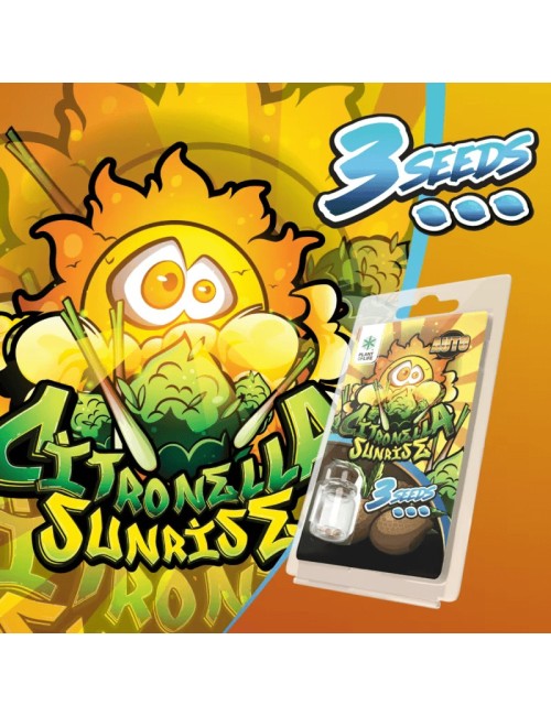 3 Citronella Sunrise AUTO Samen | Plant of Life