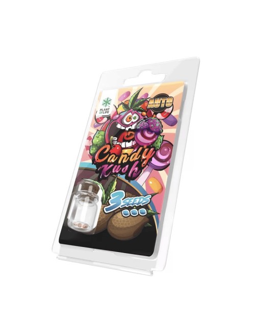 3 Candy Kush AUTO Samen | Plant of Life