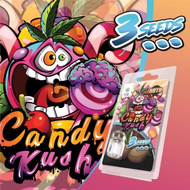 3 Candy Kush AUTO Samen | Plant of Life
