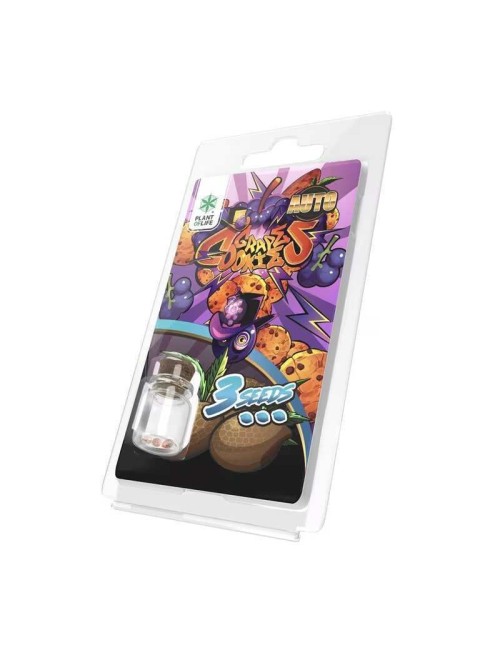 3 Grape Cookies AUTO Samen | Plant of Life