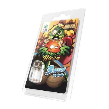 3 Amnesia Haze AUTO Samen | Plant of Life