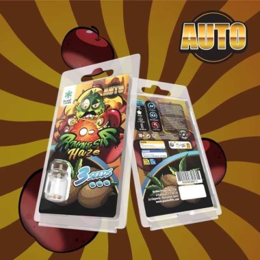 3 Amnesia Haze AUTO Samen | Plant of Life