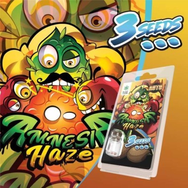 3 Amnesia Haze AUTO Samen | Plant of Life