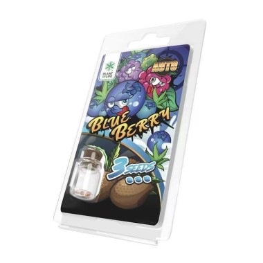 3 Blueberry AUTO Samen | Plant of Life