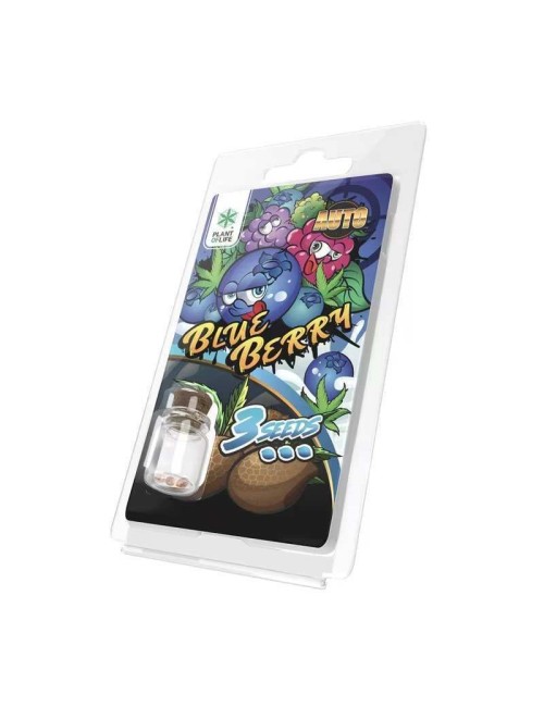 3 Blueberry AUTO Samen | Plant of Life