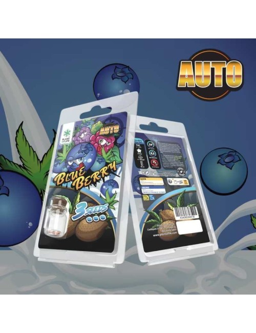 3 Blueberry AUTO Samen | Plant of Life