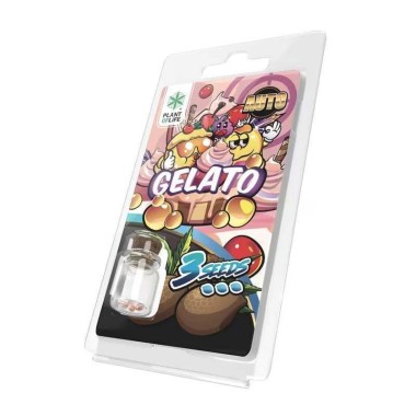 3 Gelato AUTO-Samen | Plant of Life