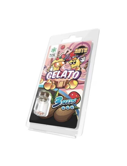 3 Gelato AUTO-Samen | Plant of Life