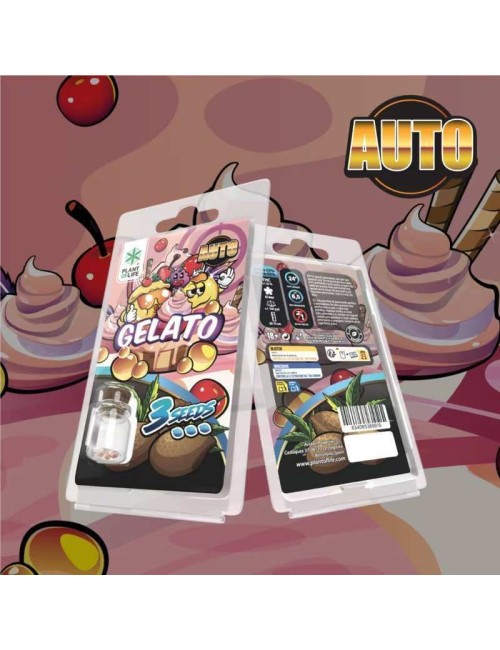 3 Gelato AUTO-Samen | Plant of Life