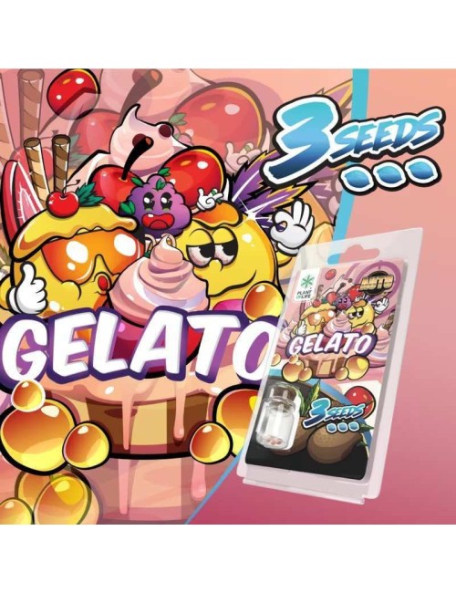 3 Gelato AUTO-Samen | Plant of Life