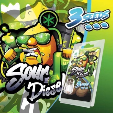 3 Sour Diesel AUTO Samen | Plant of Life