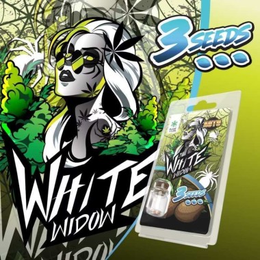 3 White Widow AUTO Samen | Plant of Life