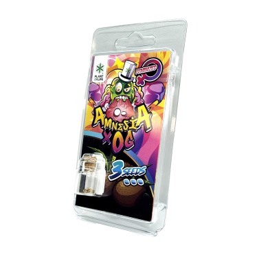 3 Amnesia X OG FEMINISIERTE Samen | Plant of Life