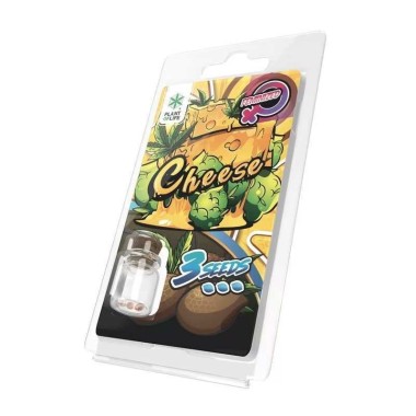 3 Käse-Samen FEMINISIERT | Plant of Life