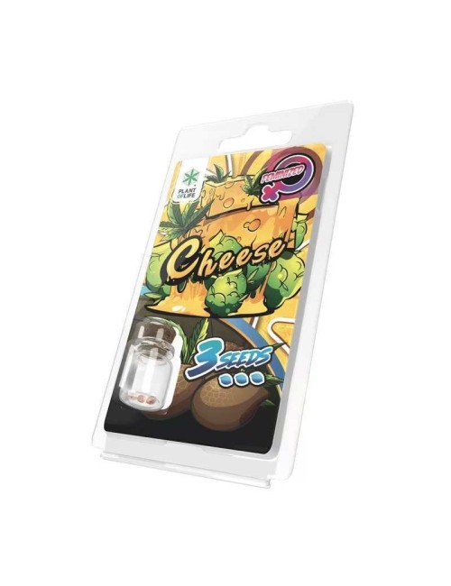 3 Käse-Samen FEMINISIERT | Plant of Life