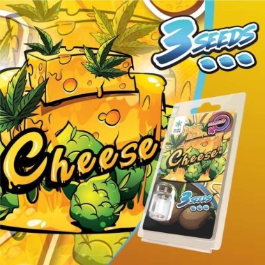 3 Käse-Samen FEMINISIERT | Plant of Life