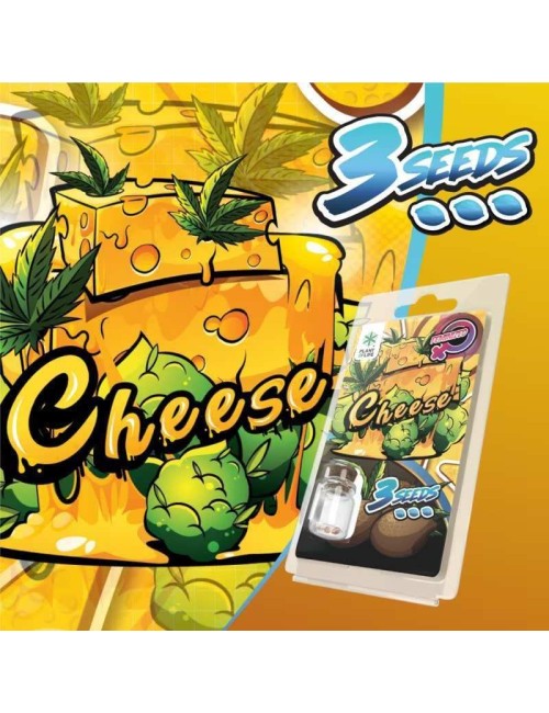 3 Käse-Samen FEMINISIERT | Plant of Life
