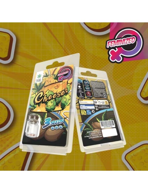 3 Käse-Samen FEMINISIERT | Plant of Life