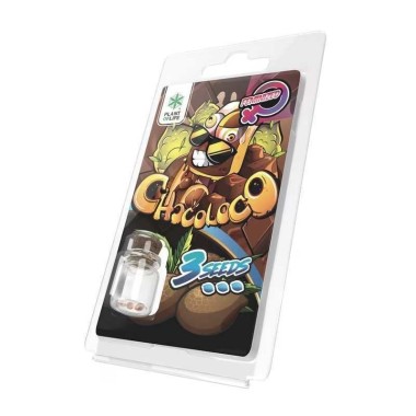 3 Chocoloco FEMINISIERTE Samen | Plant of Life