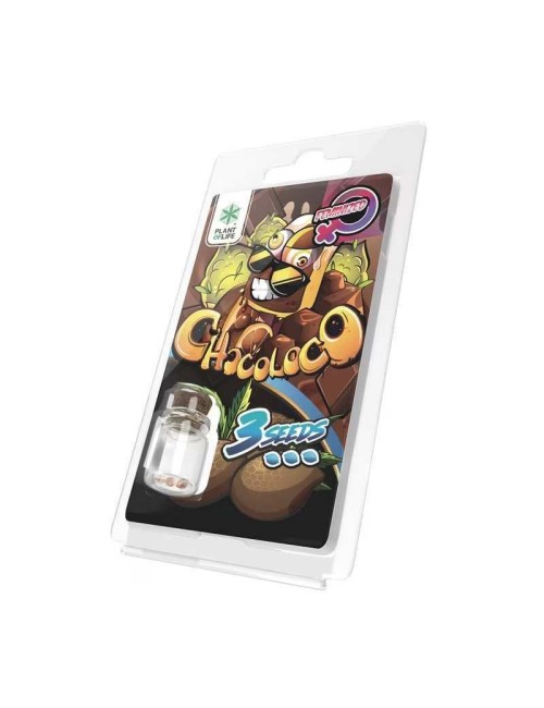 3 Chocoloco FEMINISIERTE Samen | Plant of Life