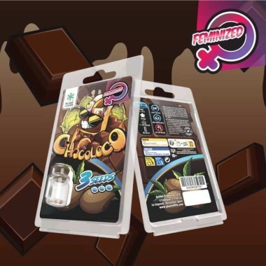 3 Chocoloco FEMINISIERTE Samen | Plant of Life