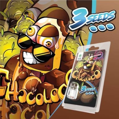 3 Chocoloco FEMINISIERTE Samen | Plant of Life
