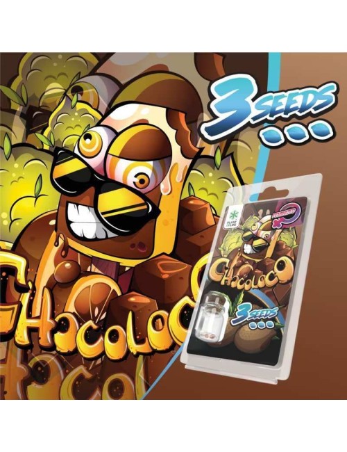 3 Chocoloco FEMINISIERTE Samen | Plant of Life