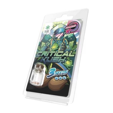 Feminisierte Critical Kush Samen Plant of Life