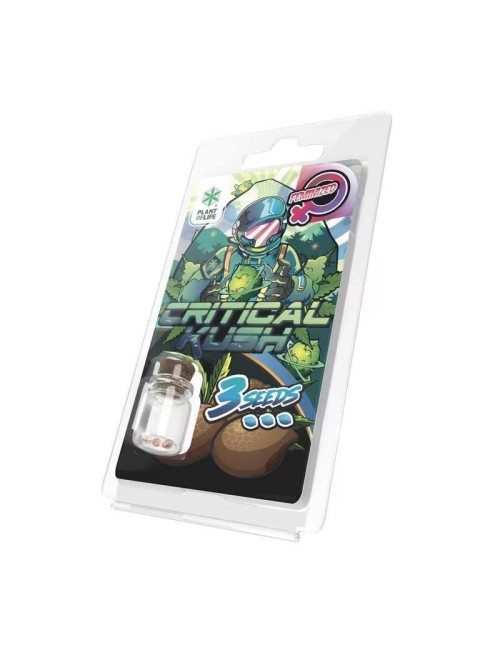 Feminisierte Critical Kush Samen Plant of Life