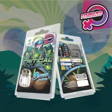 Feminisierte Critical Kush Samen Plant of Life