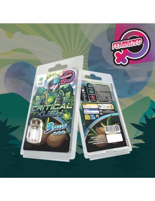 Feminisierte Critical Kush Samen Plant of Life